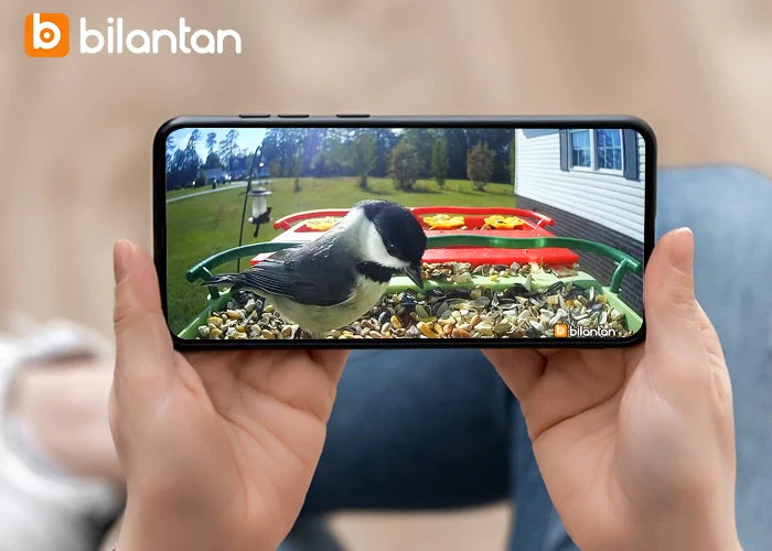Why buy bird feeder a camera without Wi-Fi