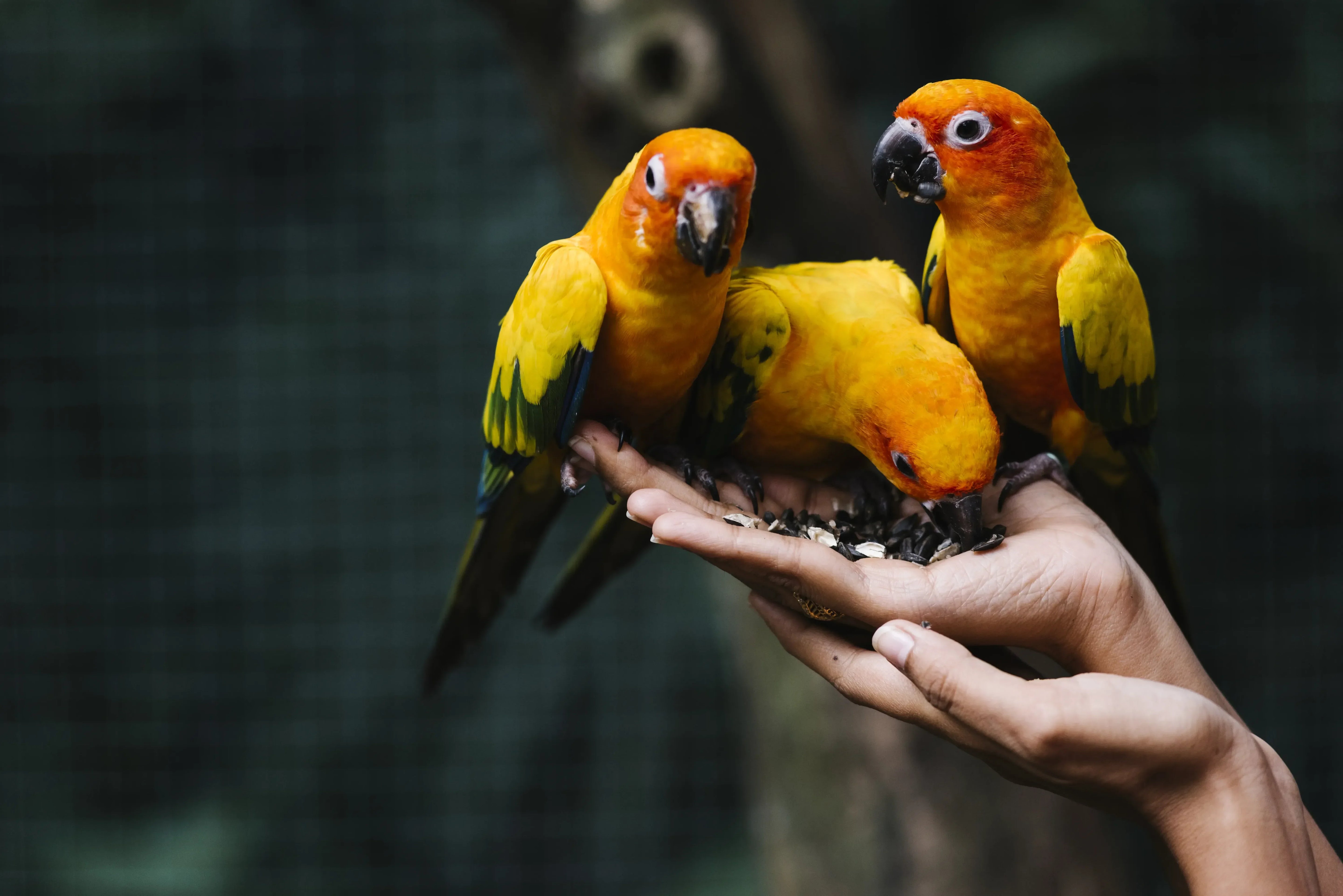 A heartwarming scene three pet birds snuggling in their owner's palm