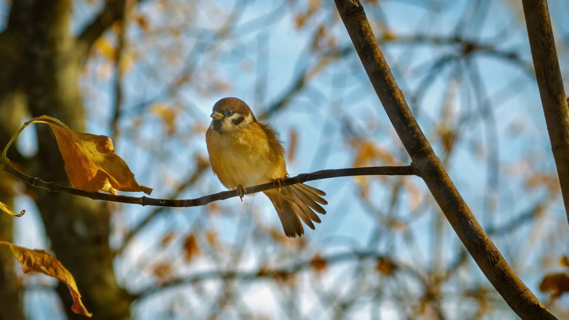 Bilantan Bird Identification Guide: New Era in Birdwatching