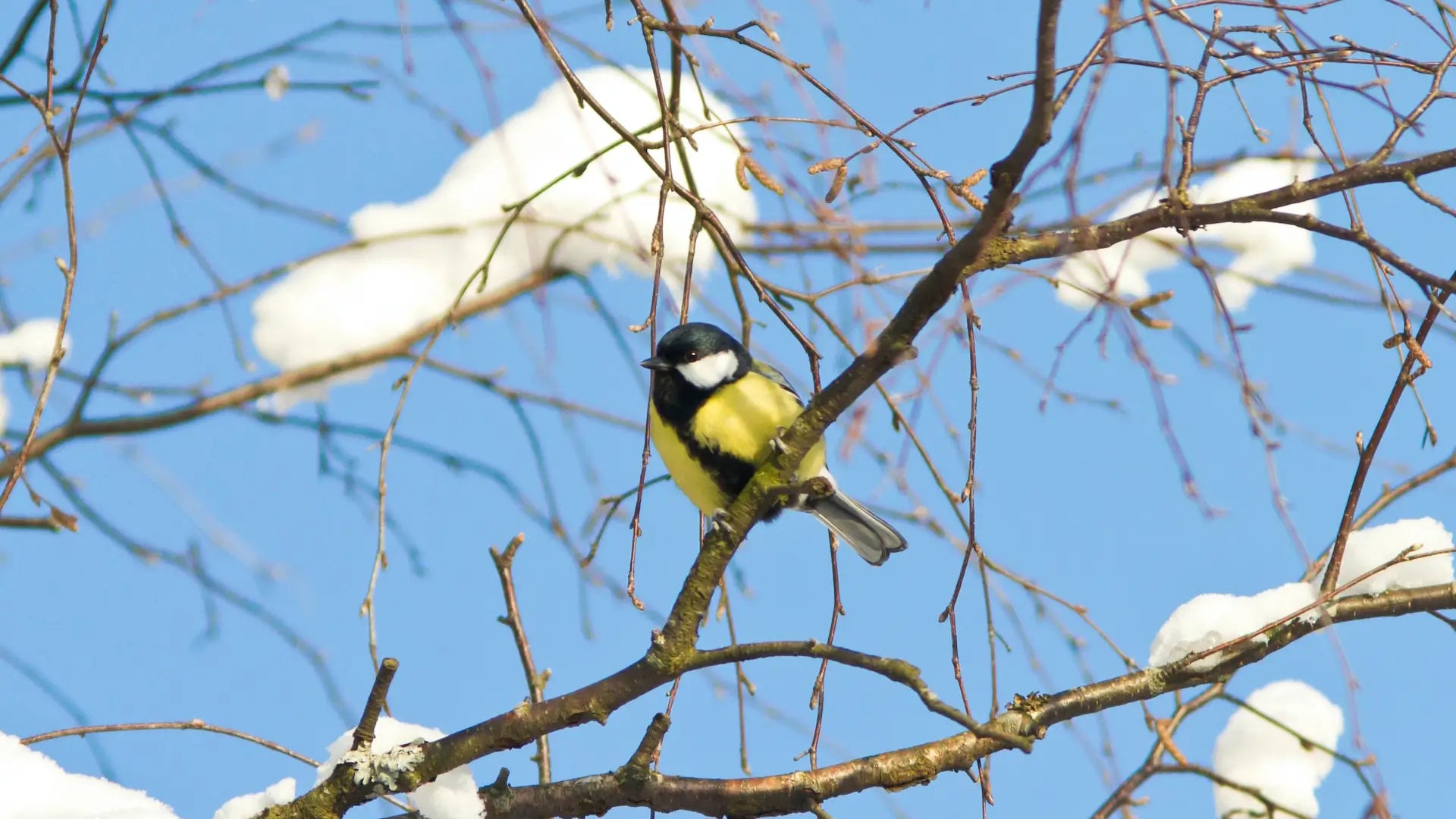 Do birds utilize solar power in winter?
