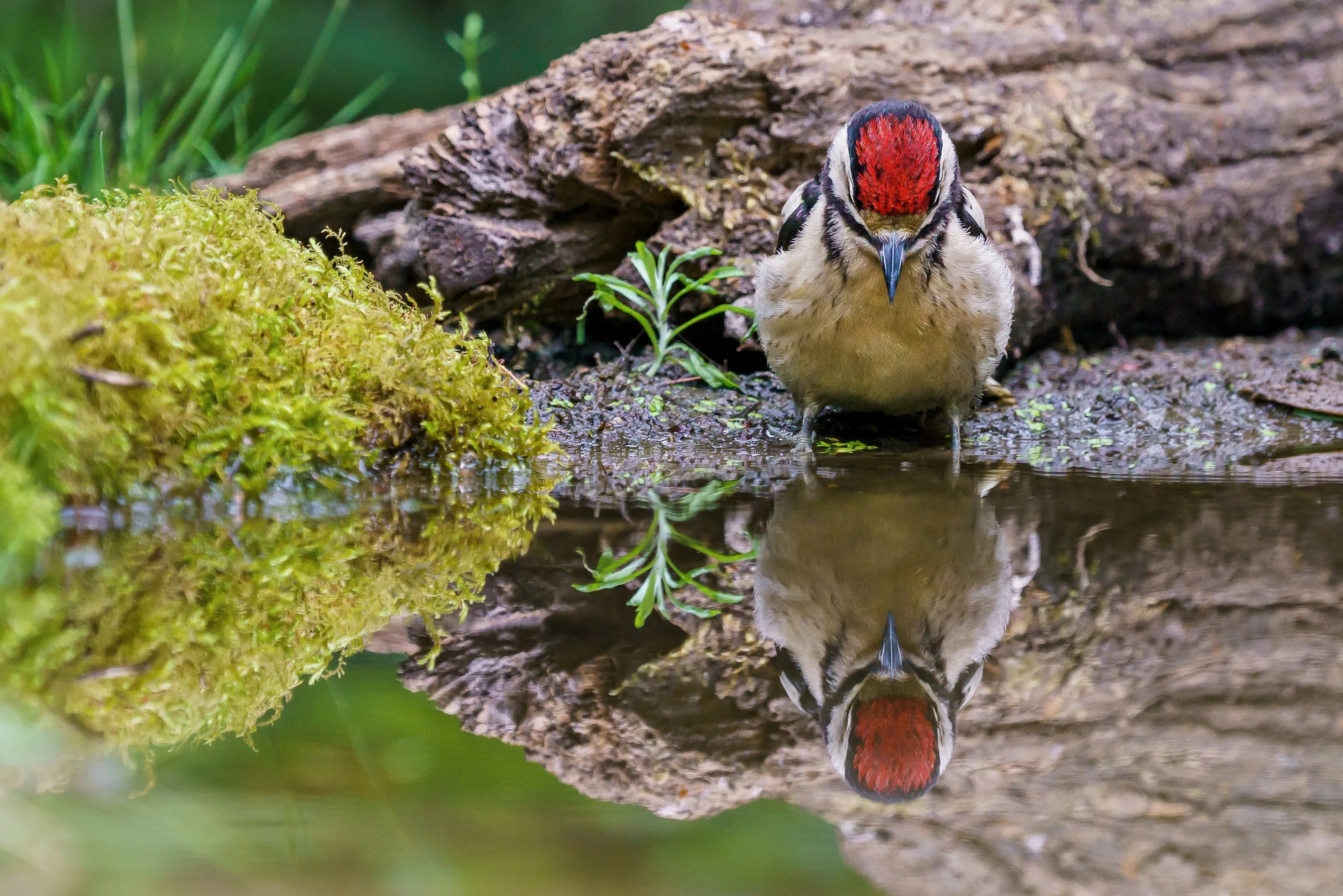 Woodpecker with red crown looking at its reflection in a forest pond, surrounded by moss and logs