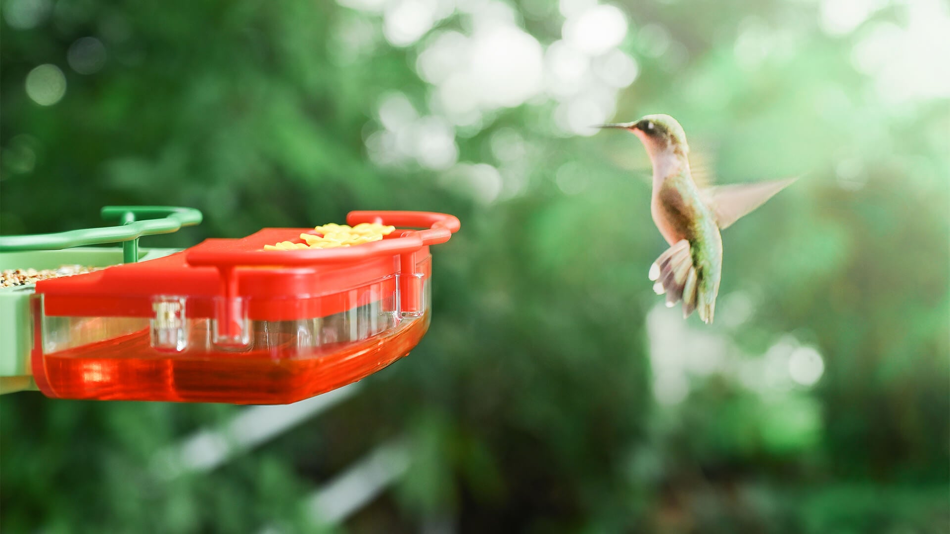 How to Attract Hummingbirds to Your Balcony or Yard - Bilantan