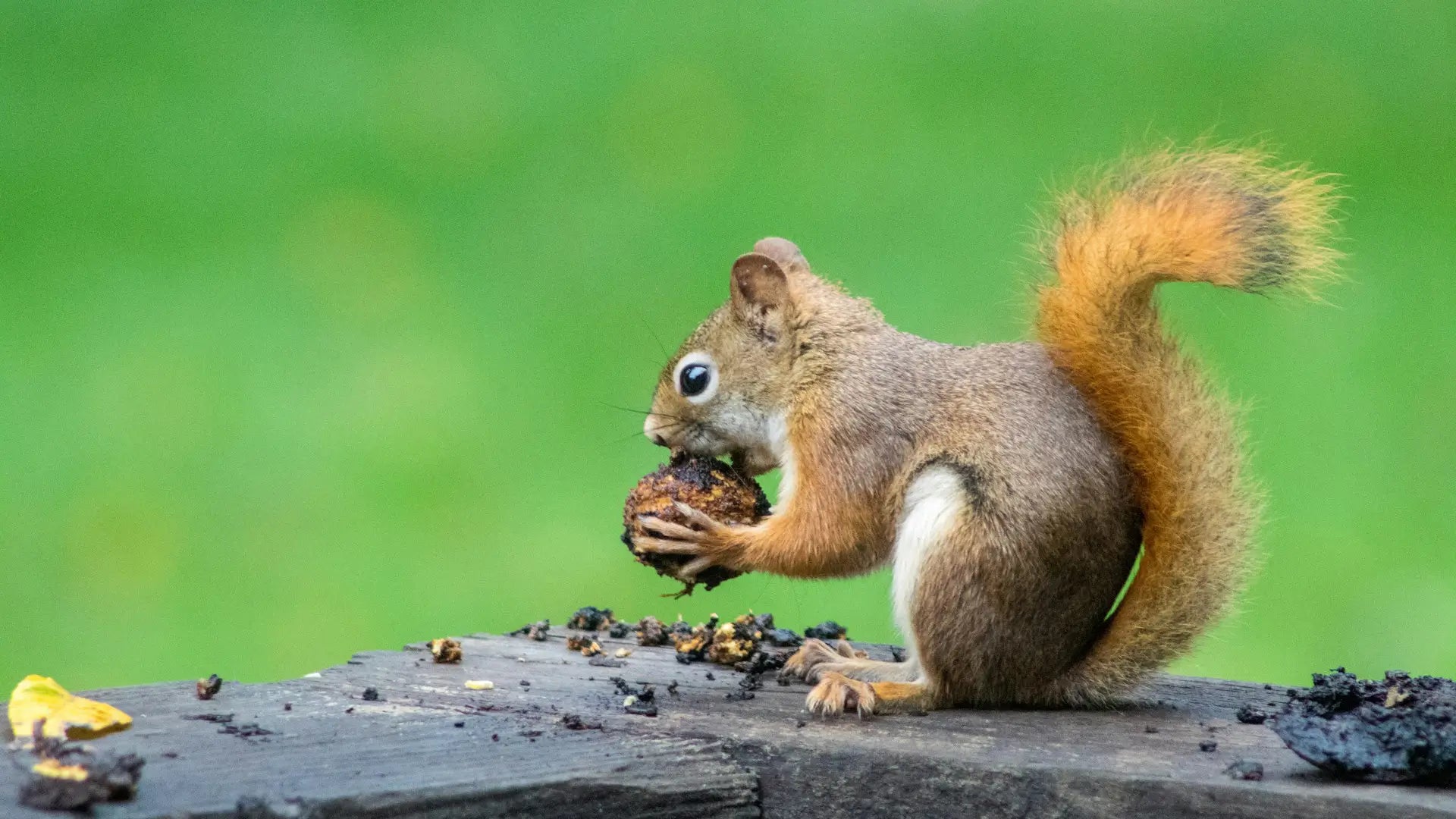 How to Keep Squirrels Out of Bird Feeders