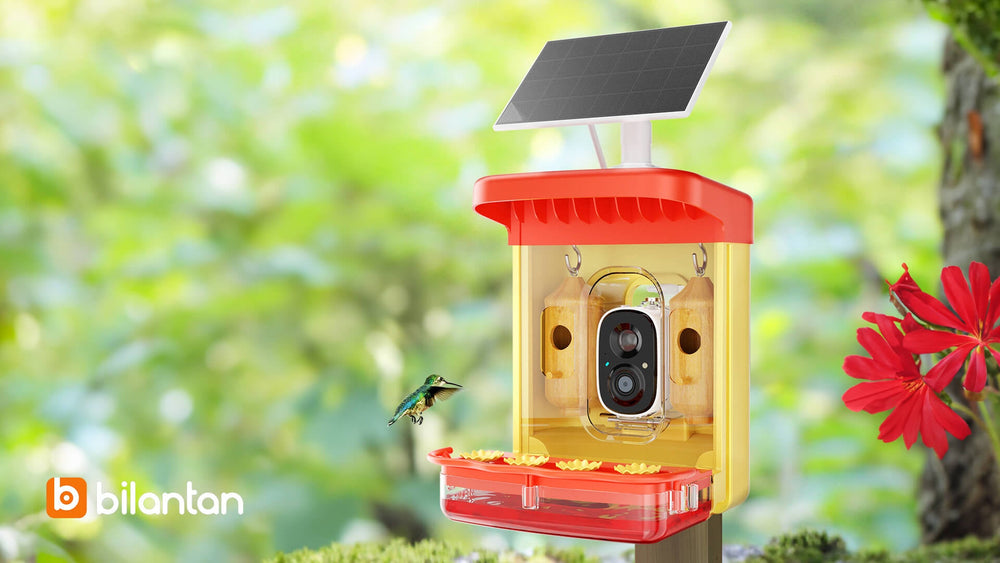 How to clean hummingbird feeder, take care of health