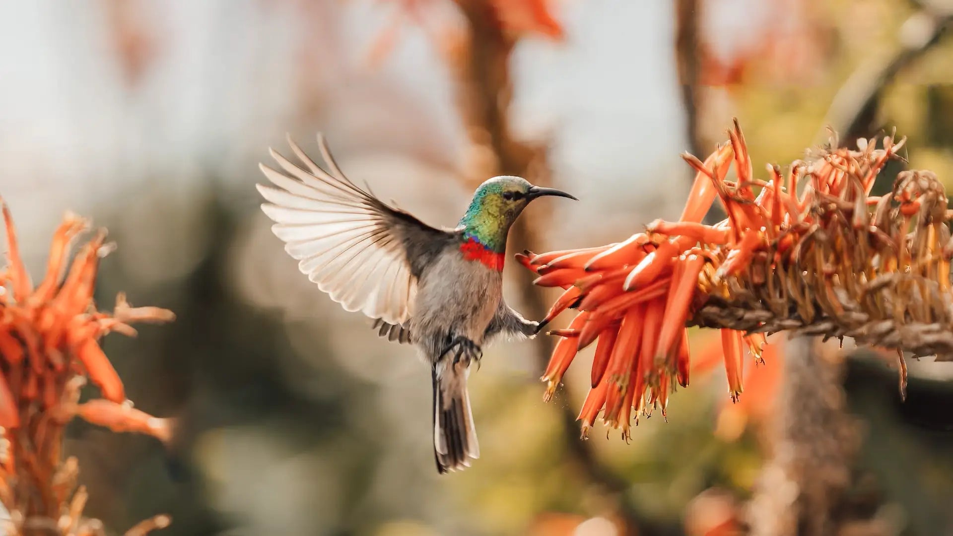 Hummingbird Mystique: Sky Dancers and Guardians of Nature