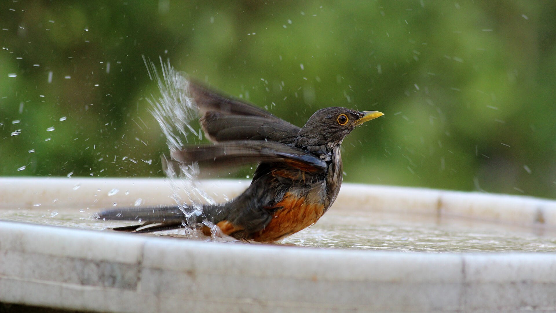 Is your bird-friendly garden lacking a bird bath and bird feeder