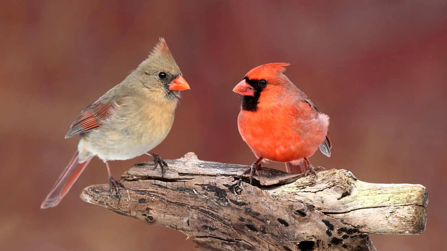 How to Identify Female Cardinal at Your Feeder