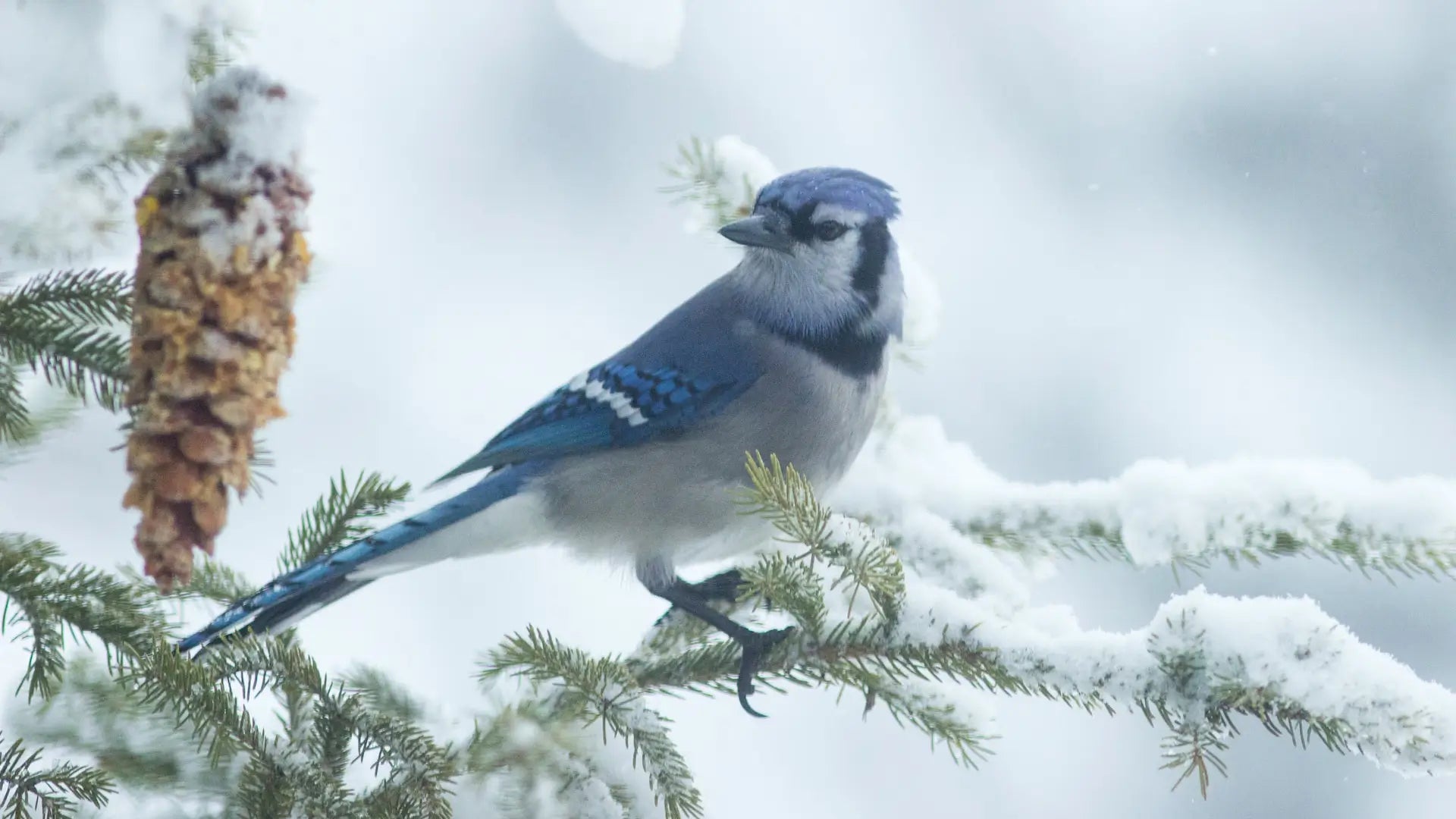 Using Bilantan Bird Feeders in Winter