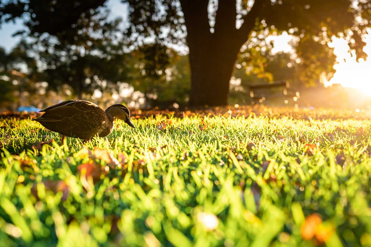 Backyard birds visiting at sunrise – natural feeding behavior during peak birdwatching hours