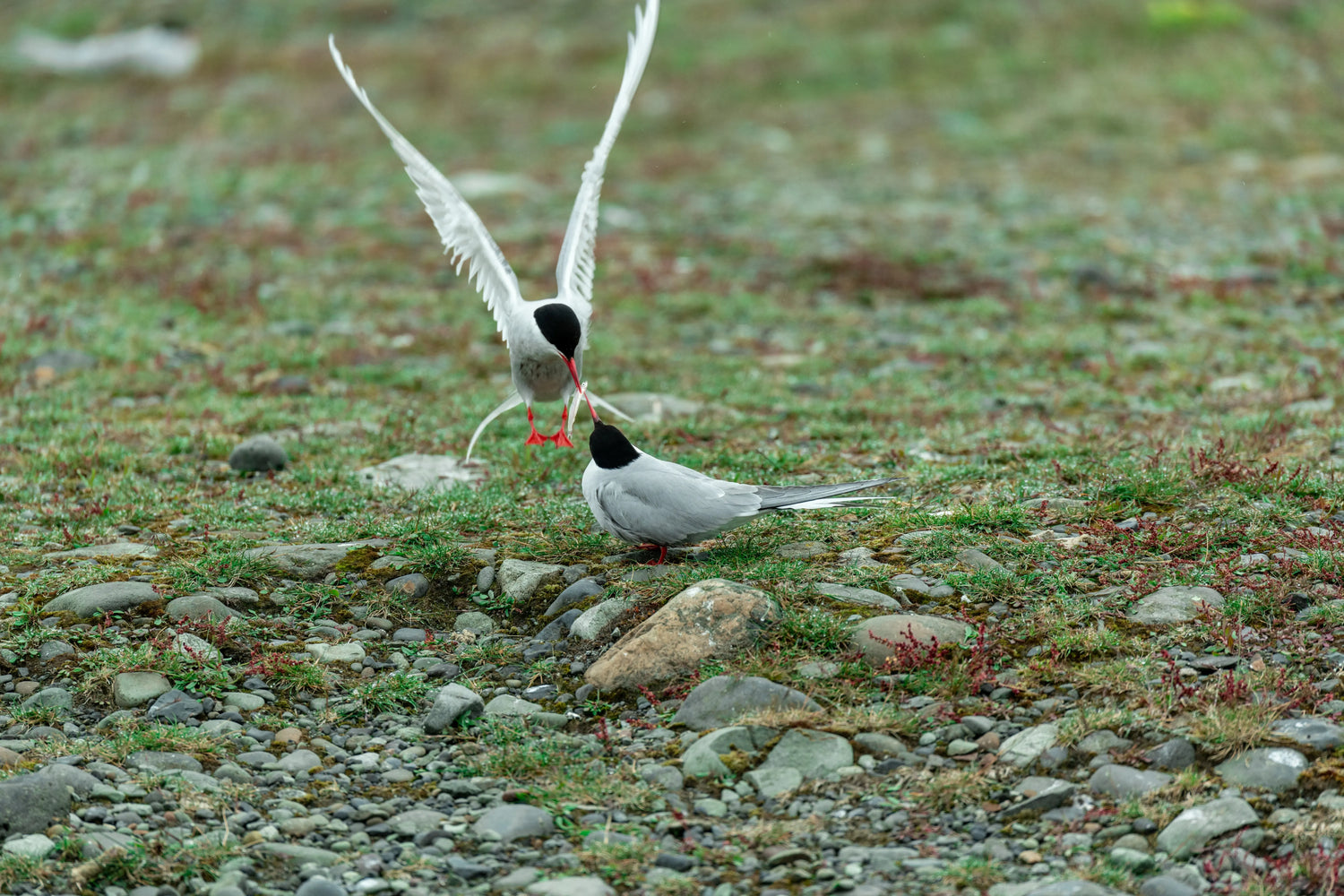 Why Do Birds Only Mate With the Same Species: Surprising Reasons Explained