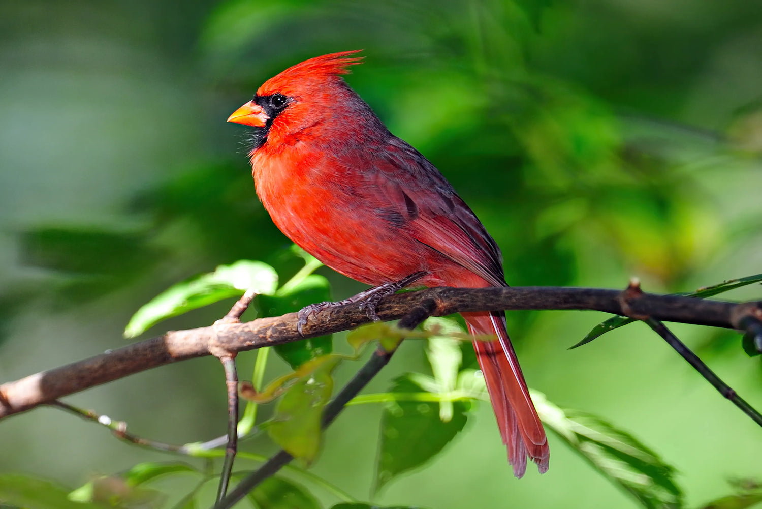A red-headed bird perched on a branch with a soft green background, showcasing its vibrant feathers in natural light