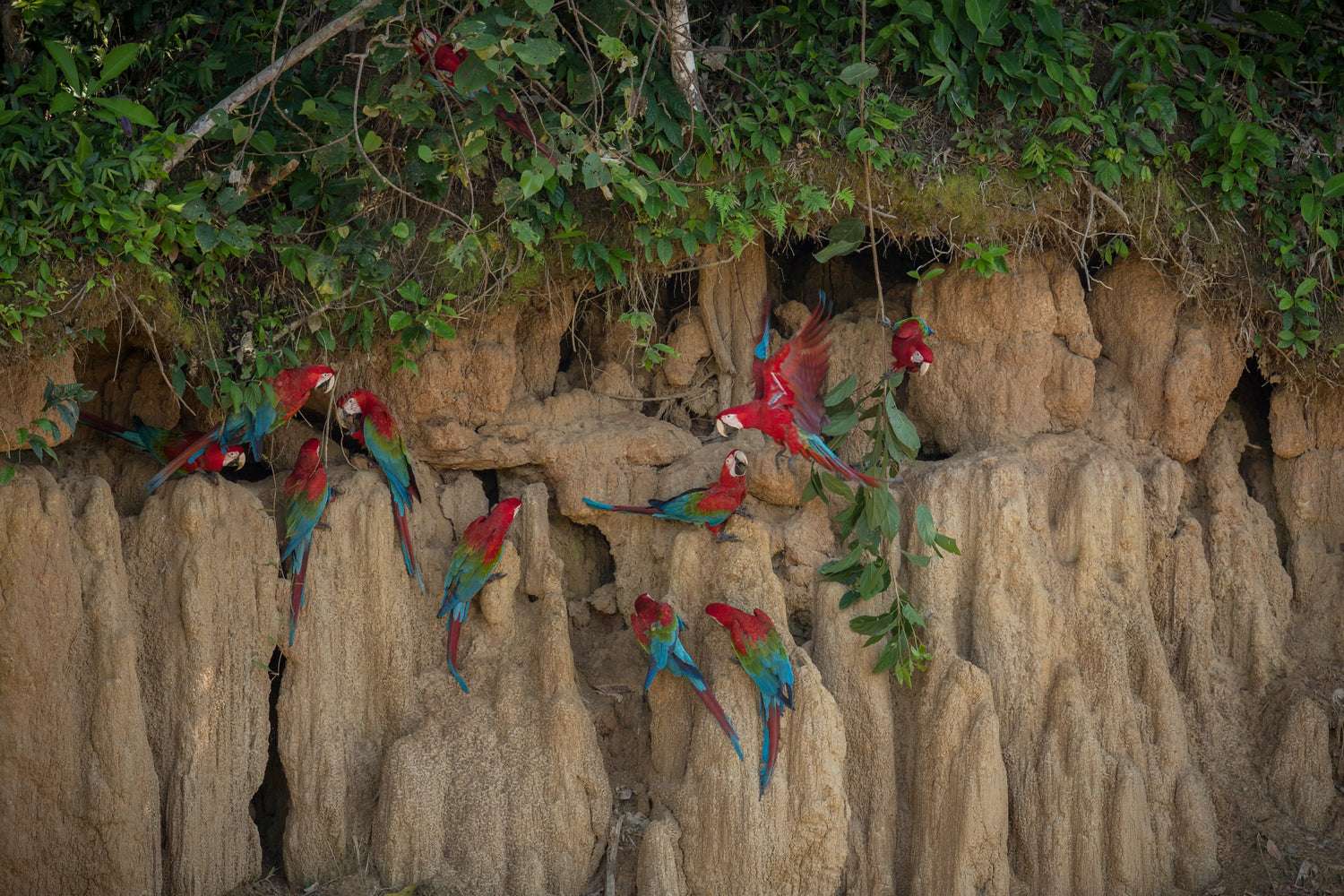 Group of colorful scarlet macaws perched and flying on a cliff in the Amazon rainforest, showcasing vibrant red, blue, and green feathers