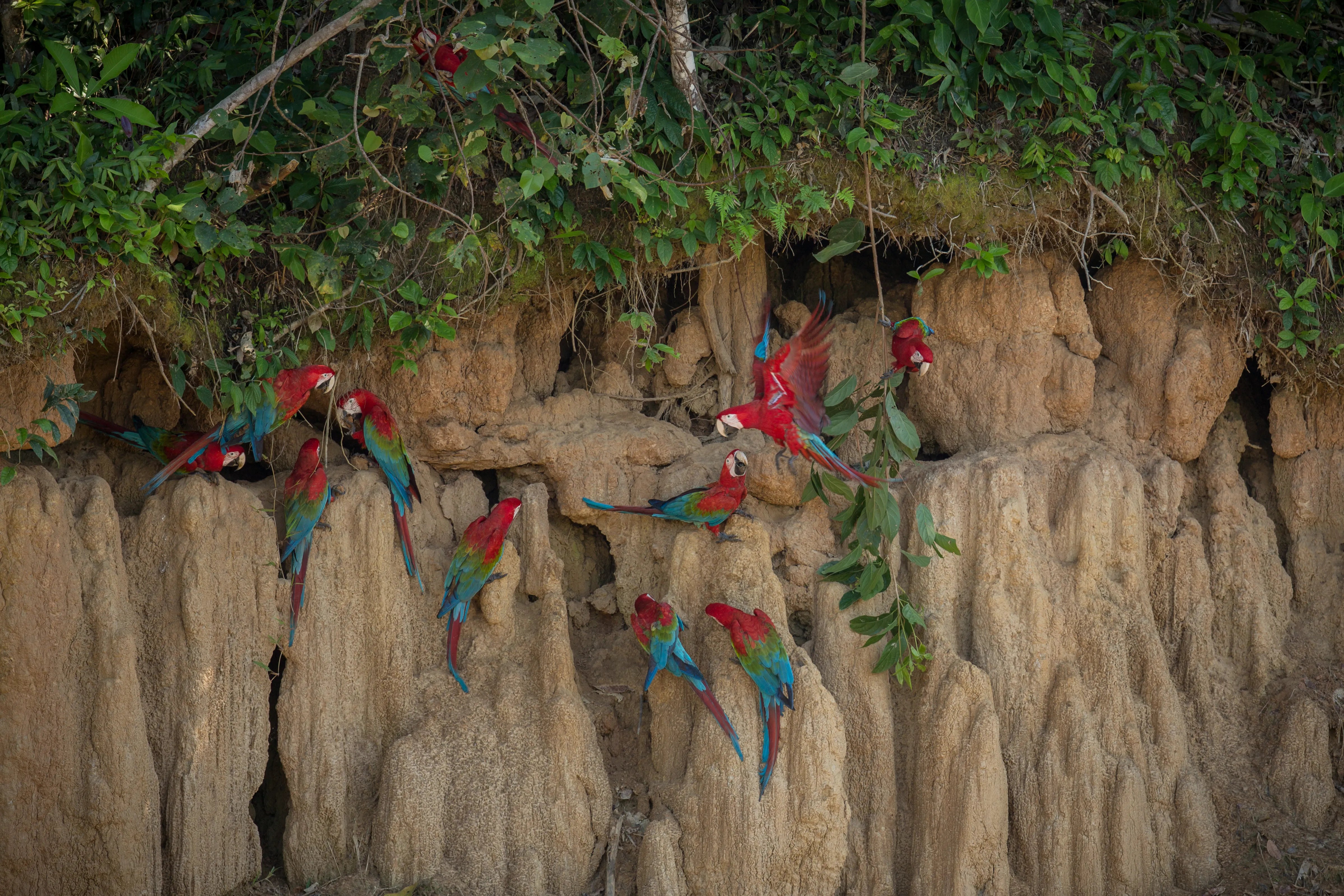 Group of colorful scarlet macaws perched and flying on a cliff in the Amazon rainforest, showcasing vibrant red, blue, and green feathers