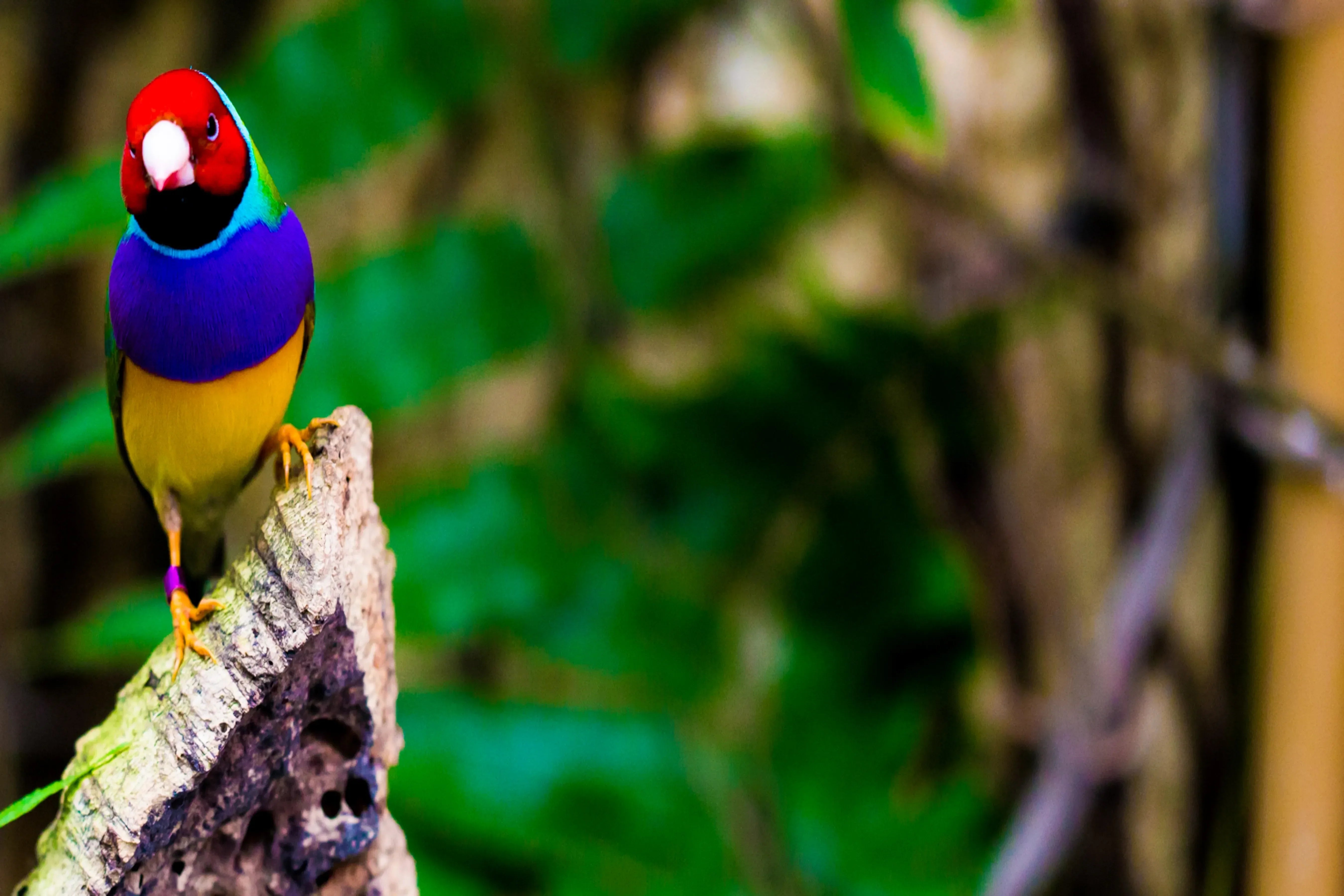 🦜 Do Birds See Color? Discover the Hidden Spectrum of Avian Vision