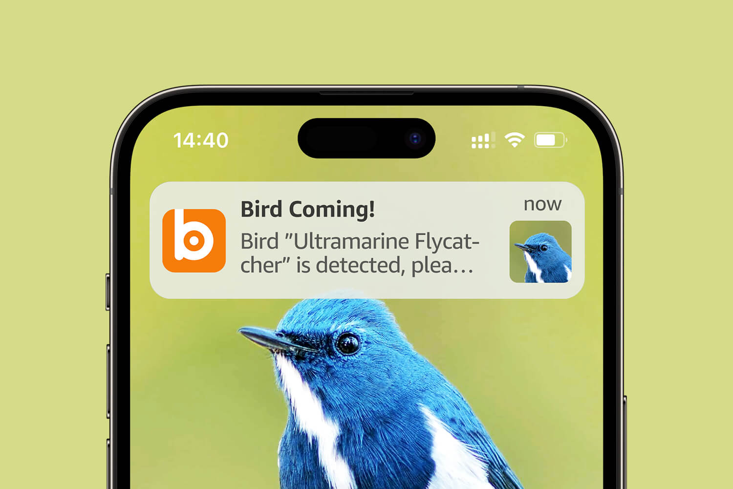 Bilantan BirdHi, Receive timely notifications whenever birds visit, So you won't miss any birds that make you smile.