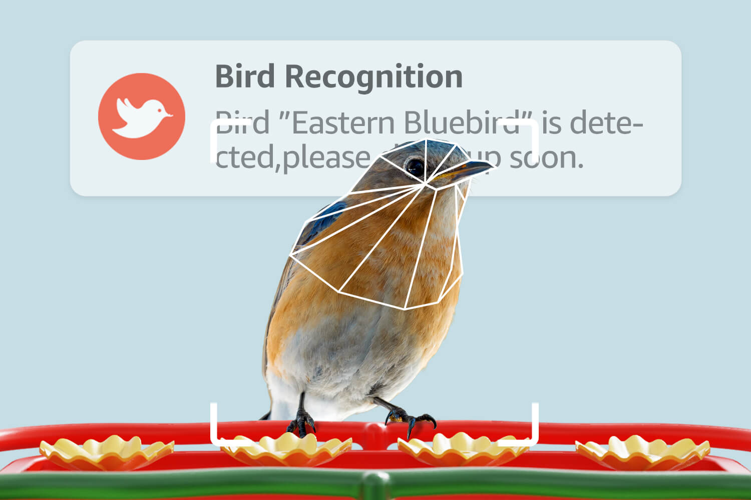 BirdHi Ultra, Free and professional AI bird recognition, Have fun exploring your local wild birds!
