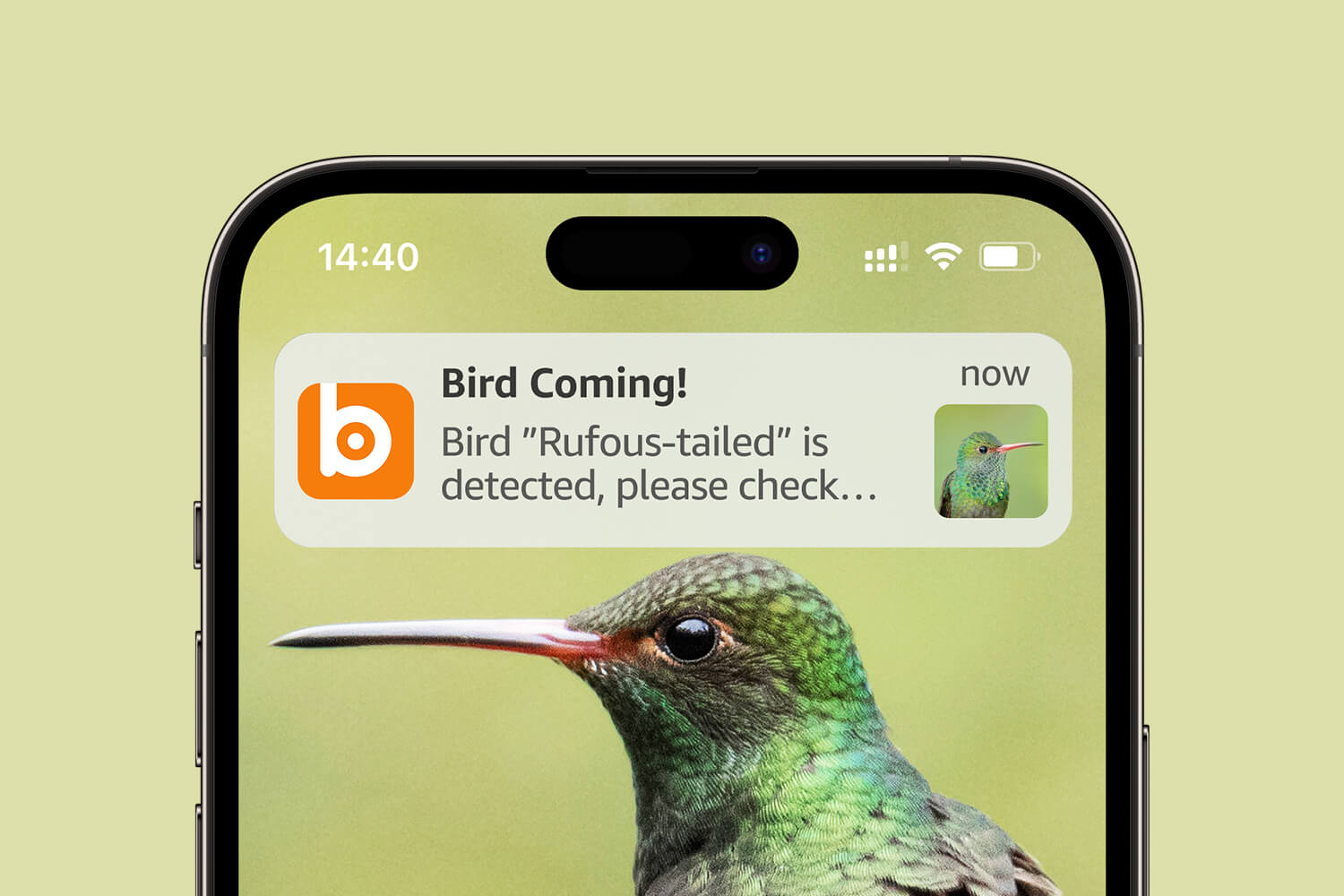 Receive timely notifications whenever birds visit, So you won't miss any hummingbirds that make you smile.