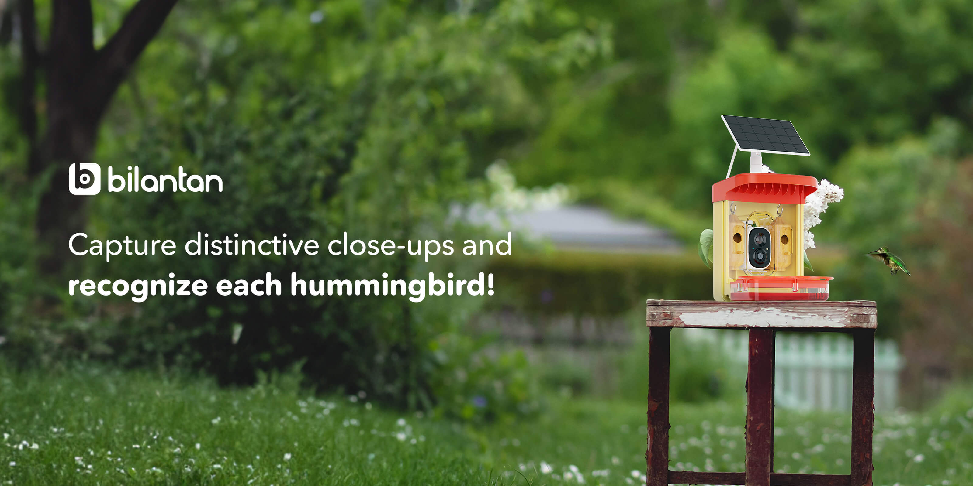 Capture distinctive close-ups and recognize each hummingbird