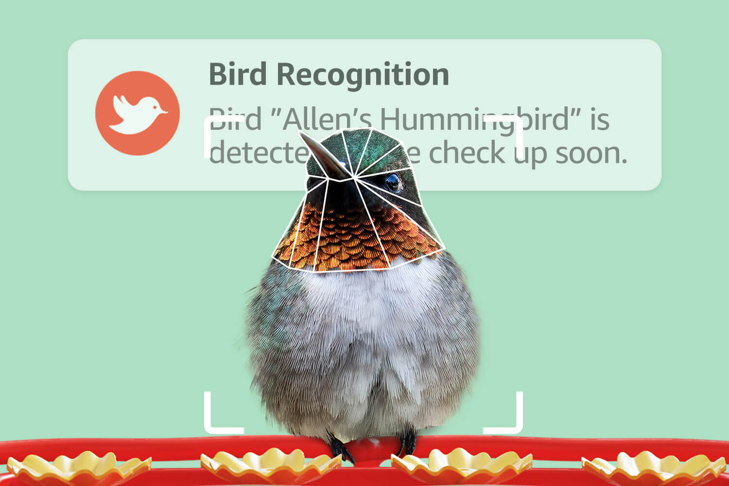 Free and professional AI bird recognition, Have fun exploring your local wild birds!