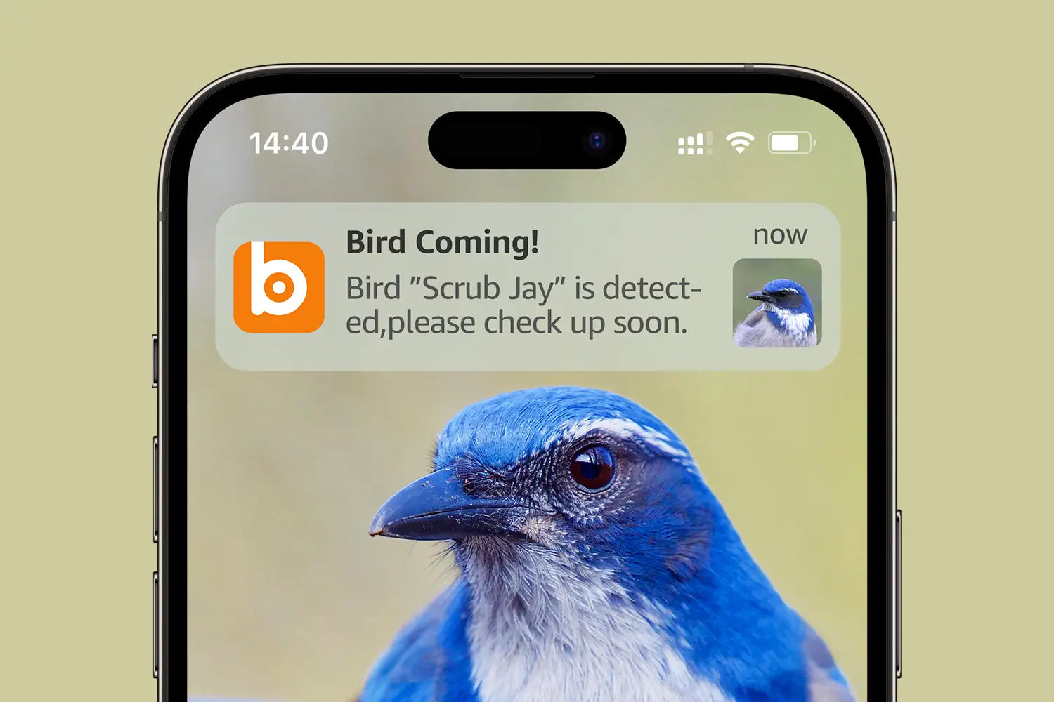 Receive timely notifications whenever birds visit, So you won't miss any birds that make you smile.