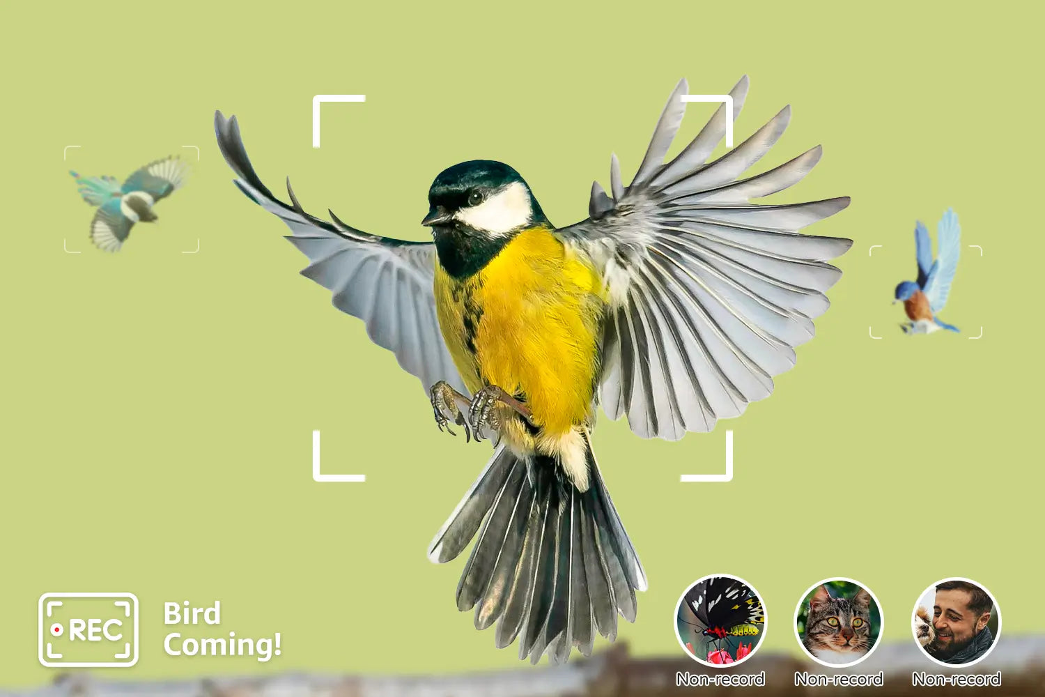 Event recording only when birds arrive, non-bird motion detection won't be recorded.