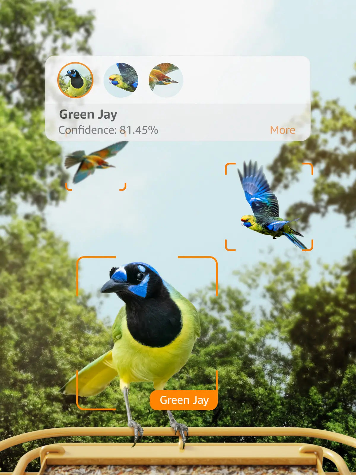 Our AI is smarter and can identify almost all birds. Only works when birds are detected, filtering out junk detections or annoying notifications. It is simply an AI bird expert by your side.
